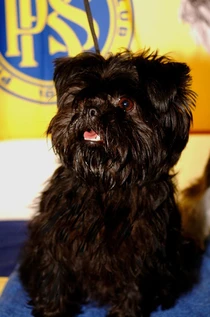 Bild des kleinen Hundes Lakritznase Candy Girl  (Affenpinscher)